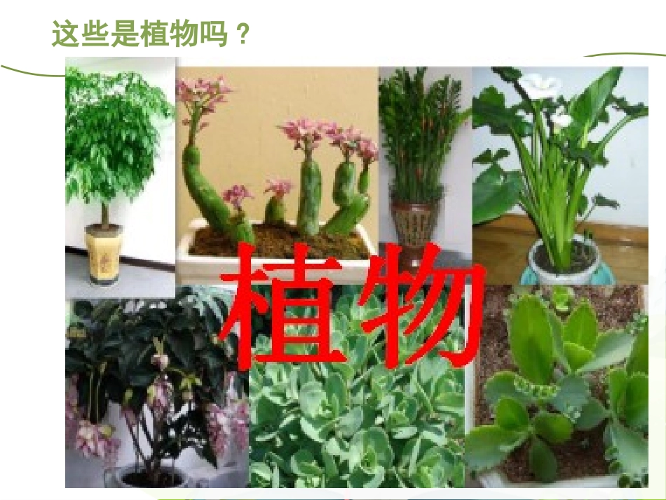 科版一年级科学上册《我们知道的植物》课件4.pptx_第2页