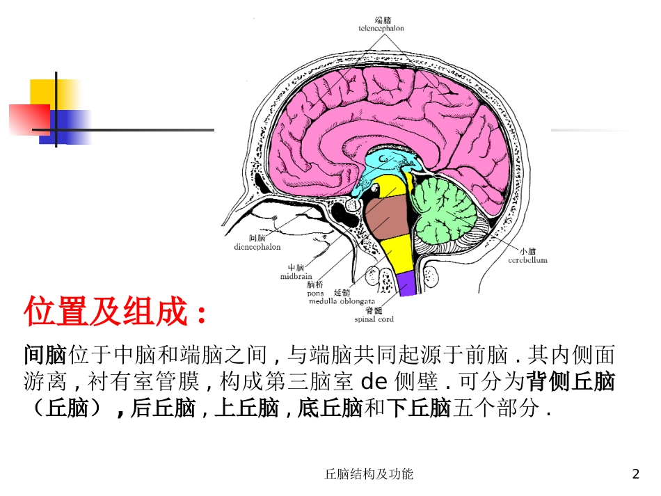 丘脑结构及功能培训课件.pptx_第2页