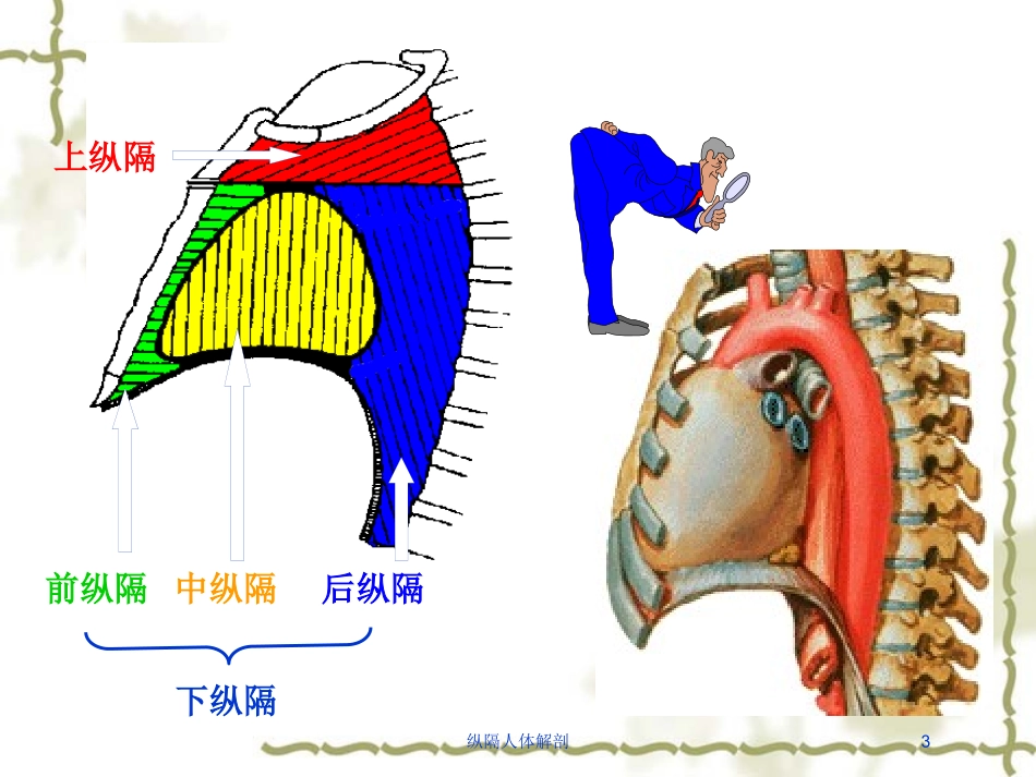 纵隔人体解剖培训课件.pptx_第3页