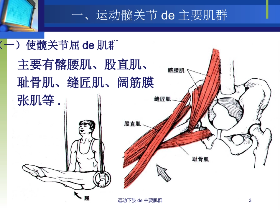 运动下肢的主要肌群培训课件.pptx_第3页