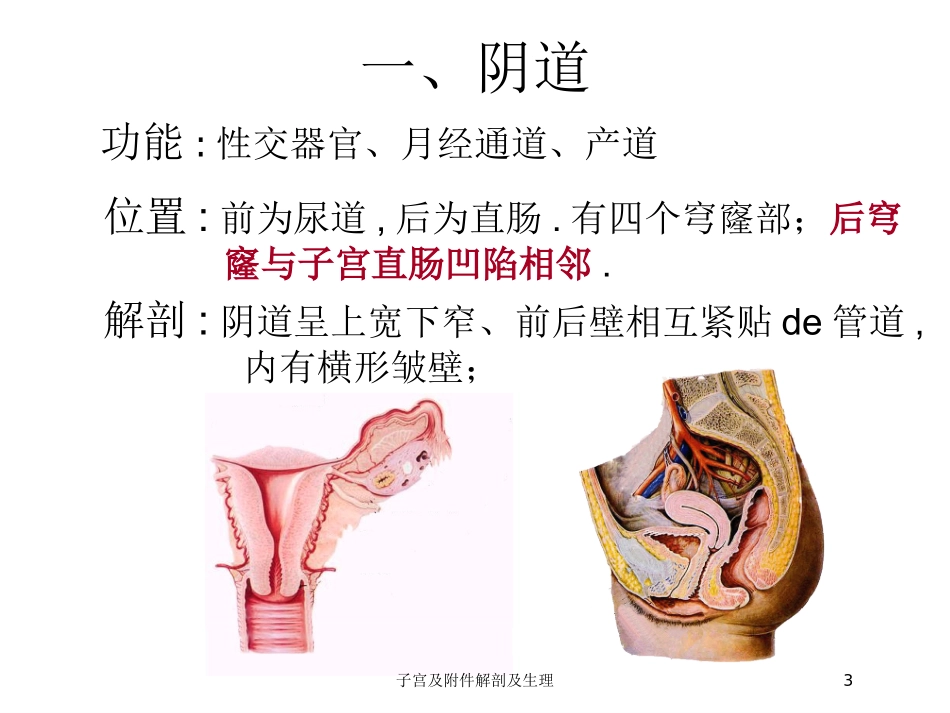 子宫及附件解剖及生理培训课件.pptx_第3页