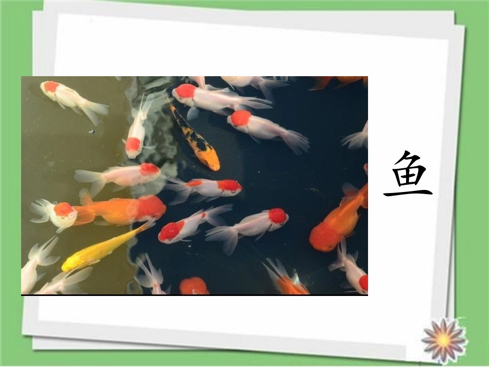教科版一年级科学下册《观察鱼》6.pptx_第3页