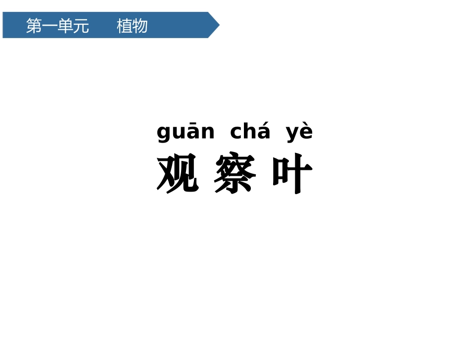 科版一年级科学上册《观察叶》优秀课件4.pptx_第1页