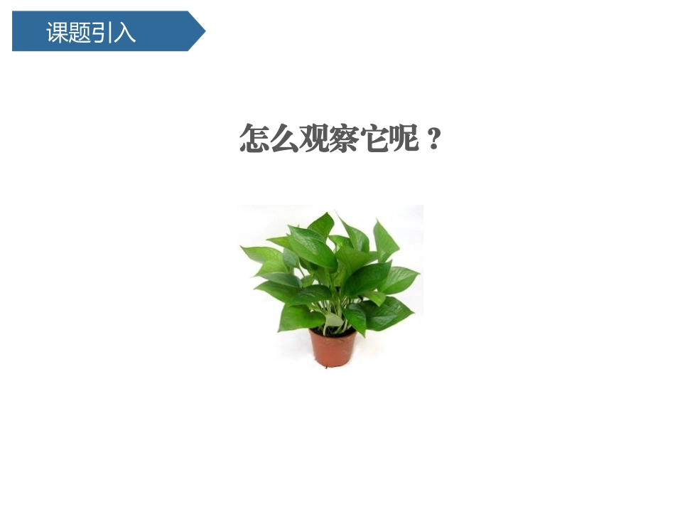 科版一年级科学上册《观察叶》优秀课件4.pptx_第2页