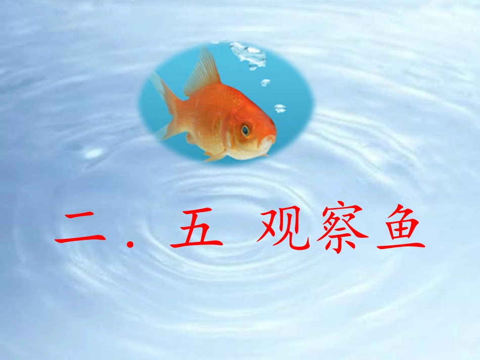 教科版一年级科学下册《观察鱼》5.pptx_第1页
