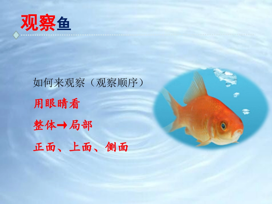 教科版一年级科学下册《观察鱼》5.pptx_第2页
