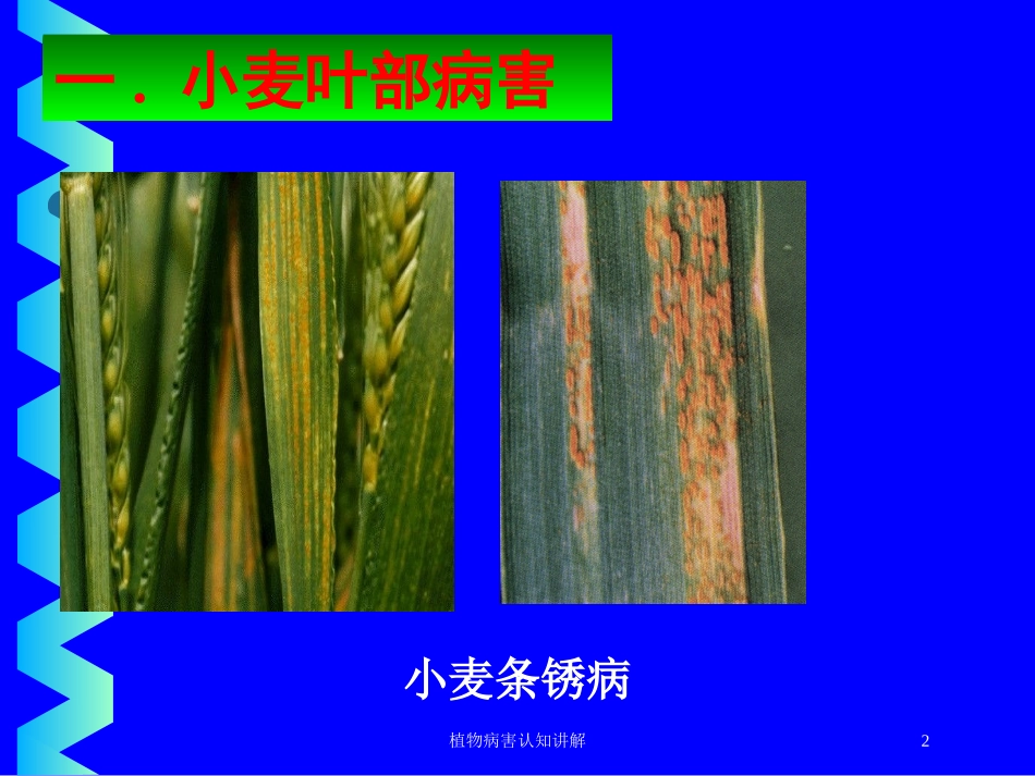 植物病害认知讲解培训课件.pptx_第2页