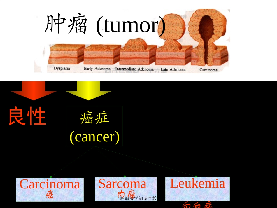 肿瘤医学知识宣教培训课件.pptx_第2页