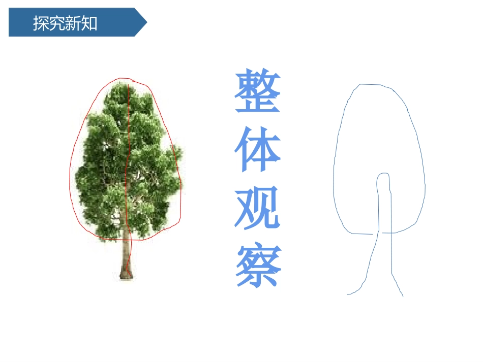 科版一年级科学上册《校园里的植物》课件4.pptx_第3页