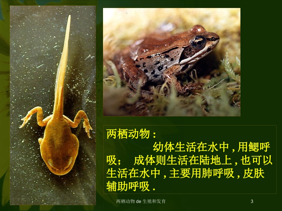 两栖动物的生殖和发育培训课件.pptx_第3页