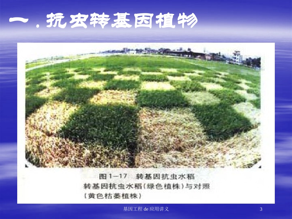 基因工程的应用讲义培训课件.pptx_第3页