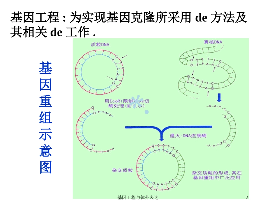 基因工程与体外表达培训课件.pptx_第2页