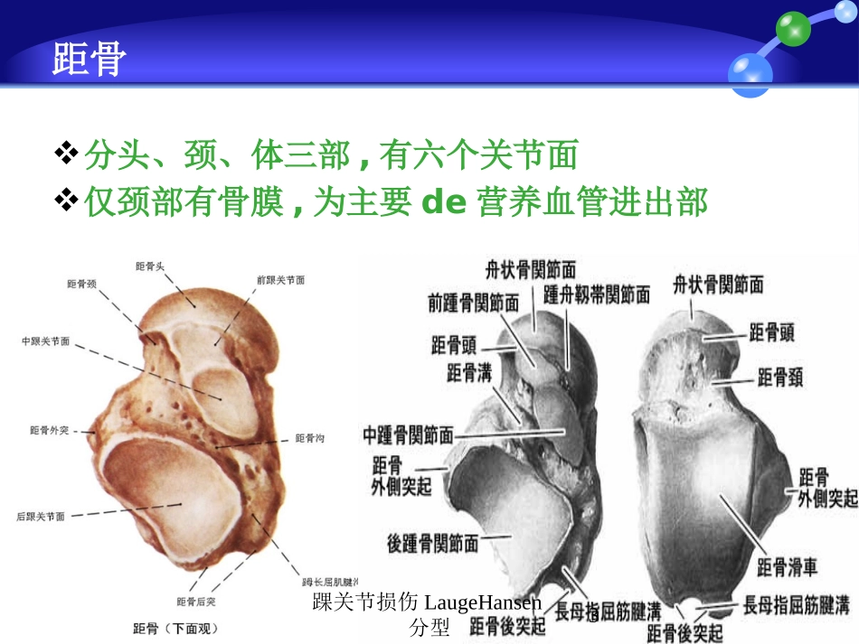 踝关节损伤LaugeHansen分型培训课件.pptx_第3页