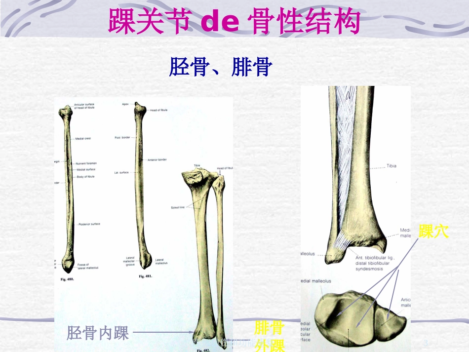 踝部损伤和功能康复培训课件.pptx_第3页