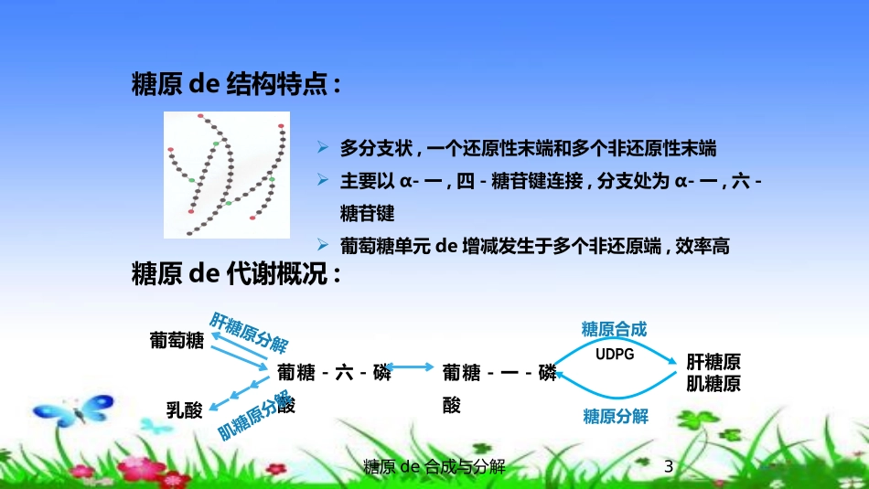 糖原的合成与分解培训课件.pptx_第3页