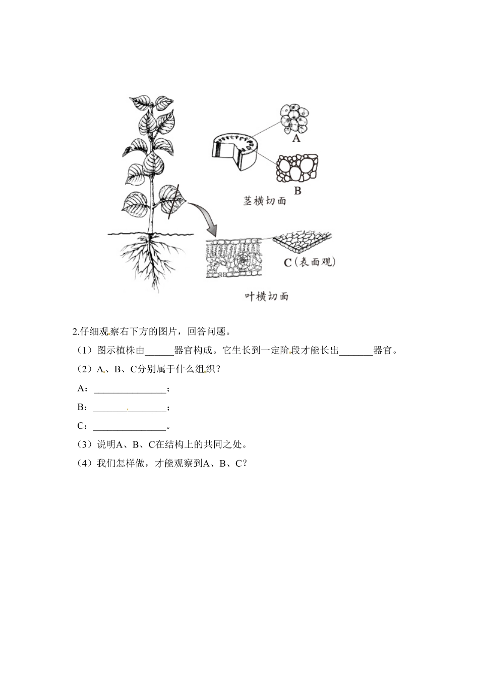 植物体的结构层次课时练试卷2含答案.pdf_第2页