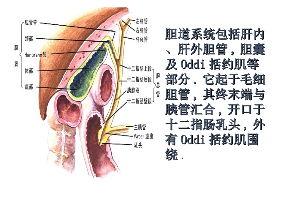 胆总管结石护理查房完整版 (2).ppt_第2页