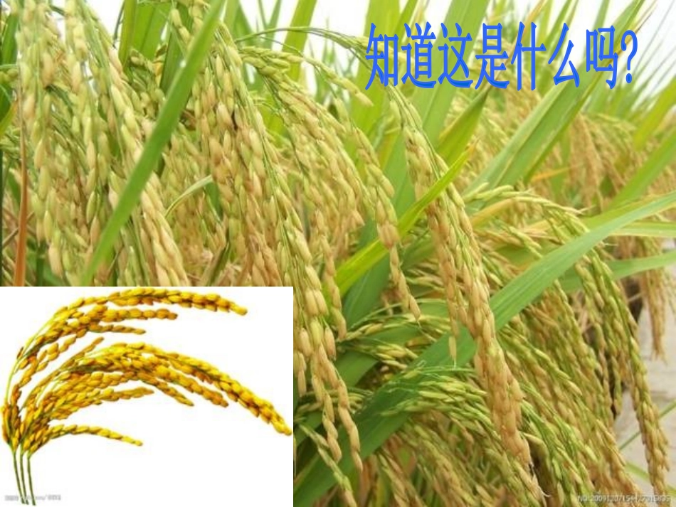 世界粮食日主题班会(1).pptx_第3页