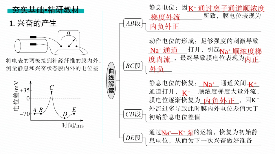 第28讲　第2课时　神经冲动的产生、传导和传递-【高考生物】2026优化设计一轮复习(生物).pptx_第3页