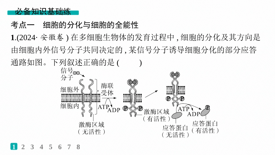 课时规范练21　细胞的分化、衰老和死亡-【高考生物】2026优化设计一轮复习(生物).pptx_第2页