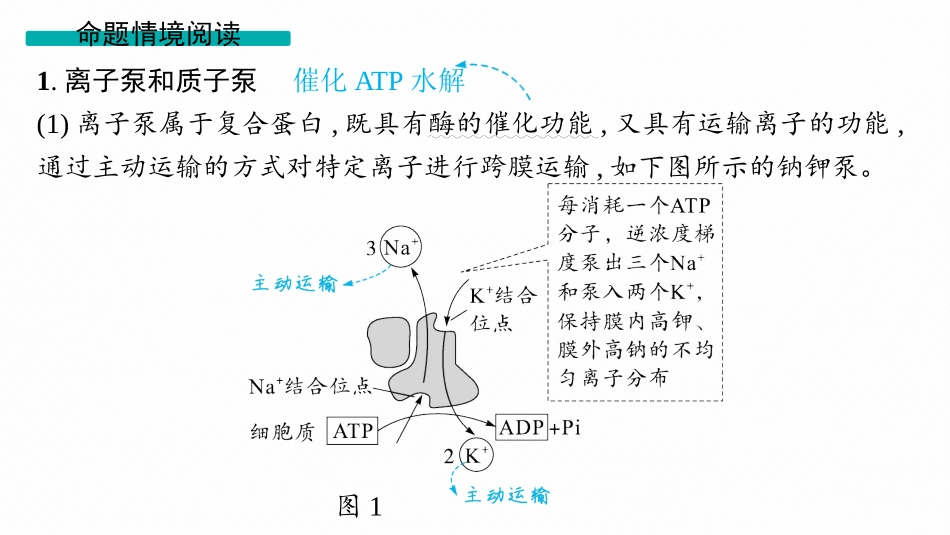 情境突破课2　主动运输能量的供应方式-【高考生物】2026优化设计一轮复习(生物).pptx_第2页