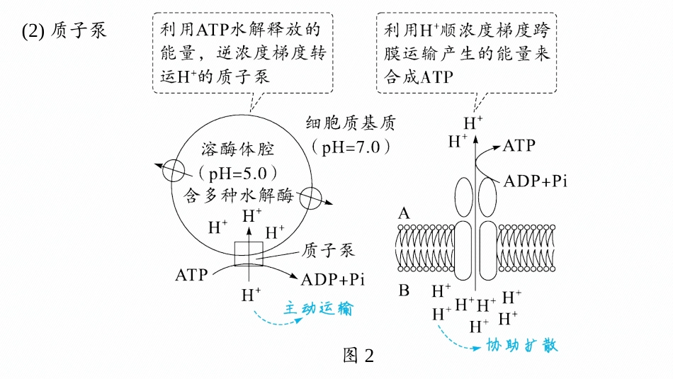 情境突破课2　主动运输能量的供应方式-【高考生物】2026优化设计一轮复习(生物).pptx_第3页