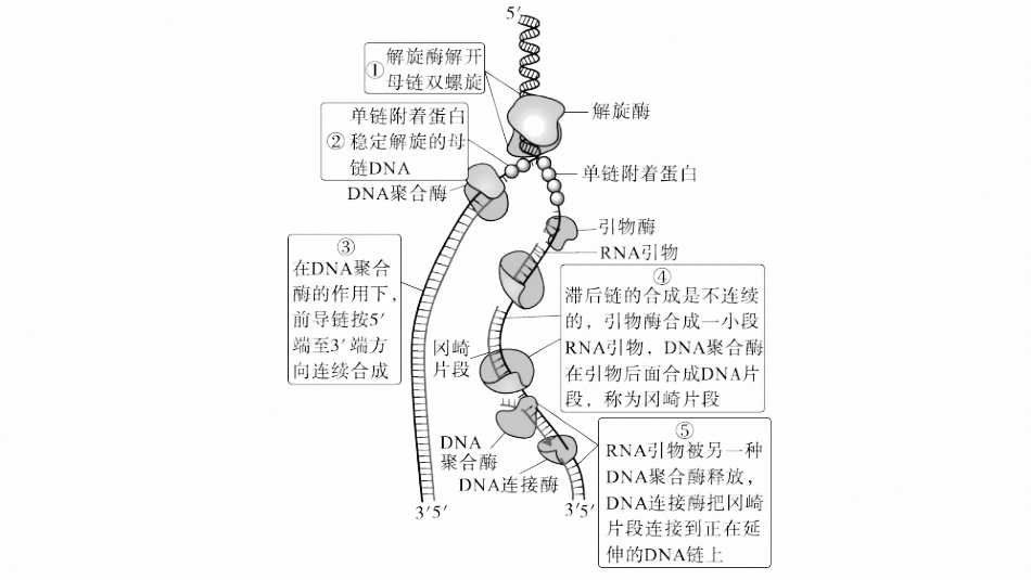 情境突破课5　DNA复制与“冈崎片段”-【高考生物】2026优化设计一轮复习(生物).pptx_第3页