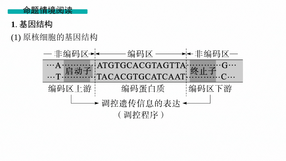 情境突破课6　基因的结构与基因表达的调控-【高考生物】2026优化设计一轮复习(生物).pptx_第2页
