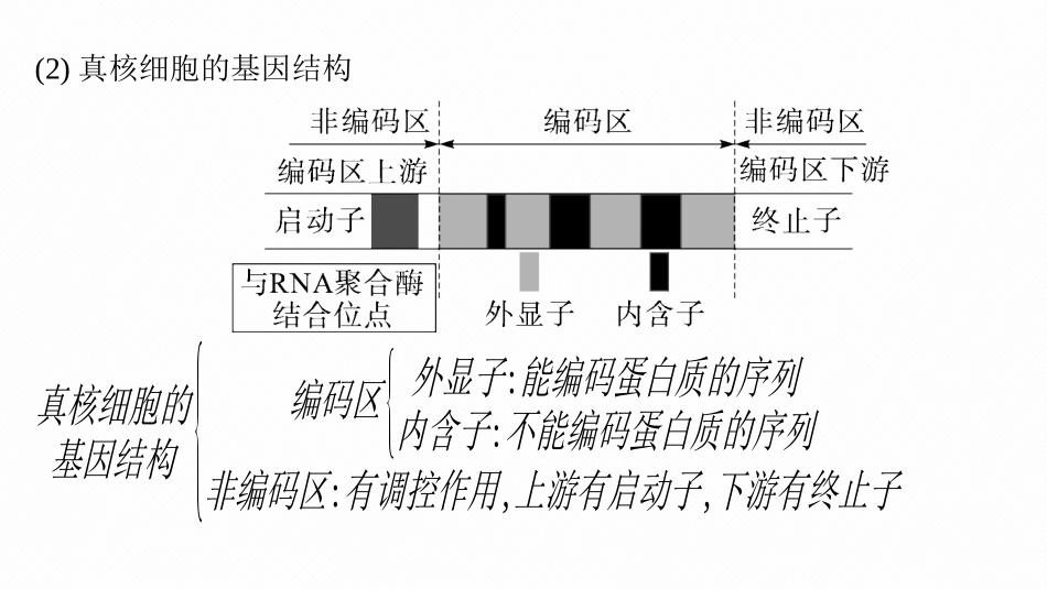 情境突破课6　基因的结构与基因表达的调控-【高考生物】2026优化设计一轮复习(生物).pptx_第3页