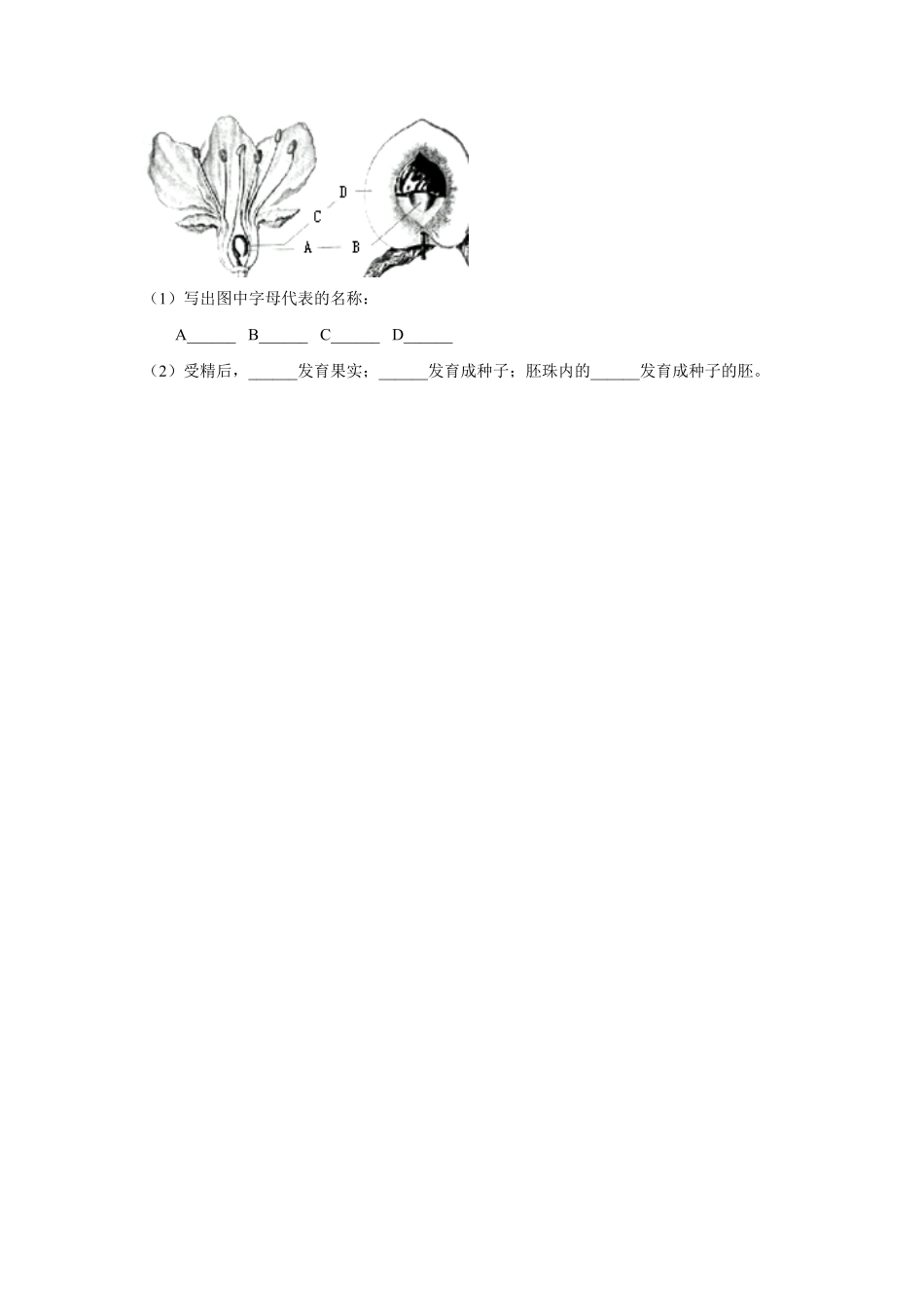 《开花和结果》课时练试卷5含答案.pdf_第3页