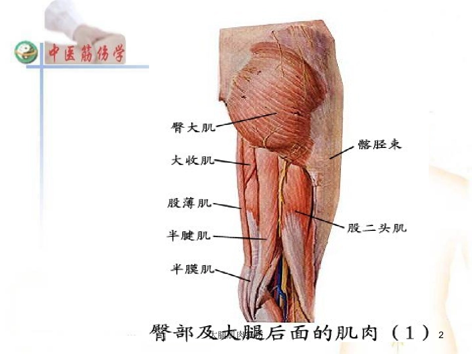 大腿肌肉损伤培训课件.pptx_第2页