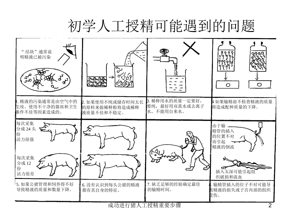 成功进行猪人工授精重要步骤培训课件.pptx_第2页