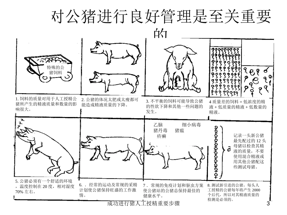 成功进行猪人工授精重要步骤培训课件.pptx_第3页