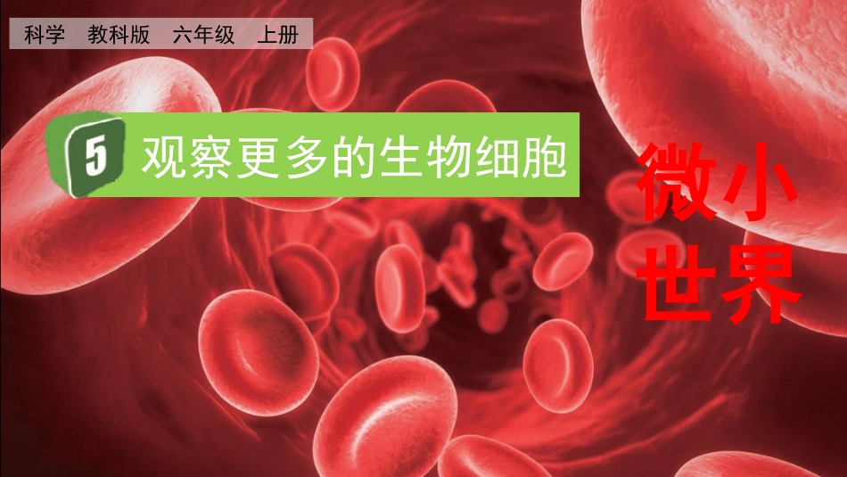 教科版科学六年级上册《观察更多的生物细胞》教学课件.pptx_第2页