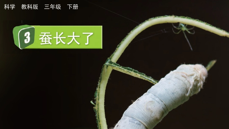 教科版科学三年级下册《蚕长大了》教学课件.pptx_第2页