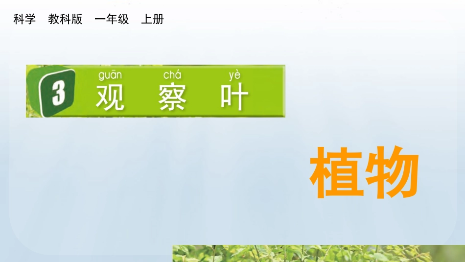 教科版科学一年级上册《观察叶》教学课件.pptx_第2页