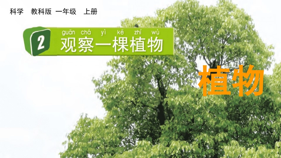 教科版科学一年级上册《观察一棵植物》教学课件.pptx_第2页