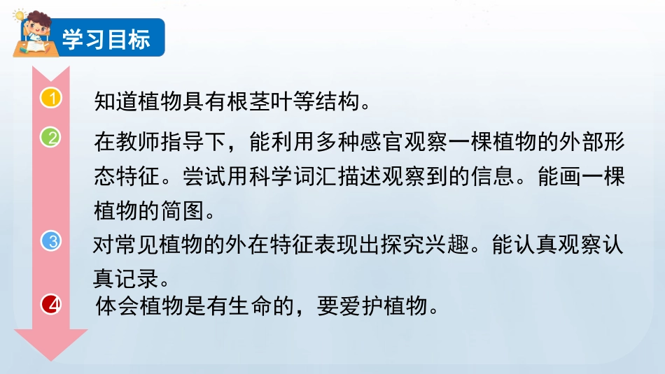 教科版科学一年级上册《观察一棵植物》教学课件.pptx_第3页