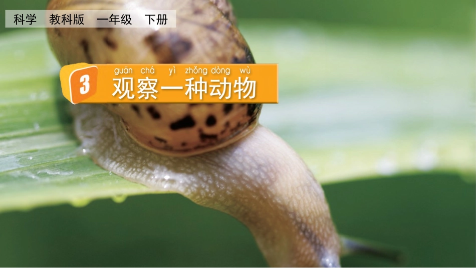教科版科学一年级下册《观察一种动物》教学课件.pptx_第2页