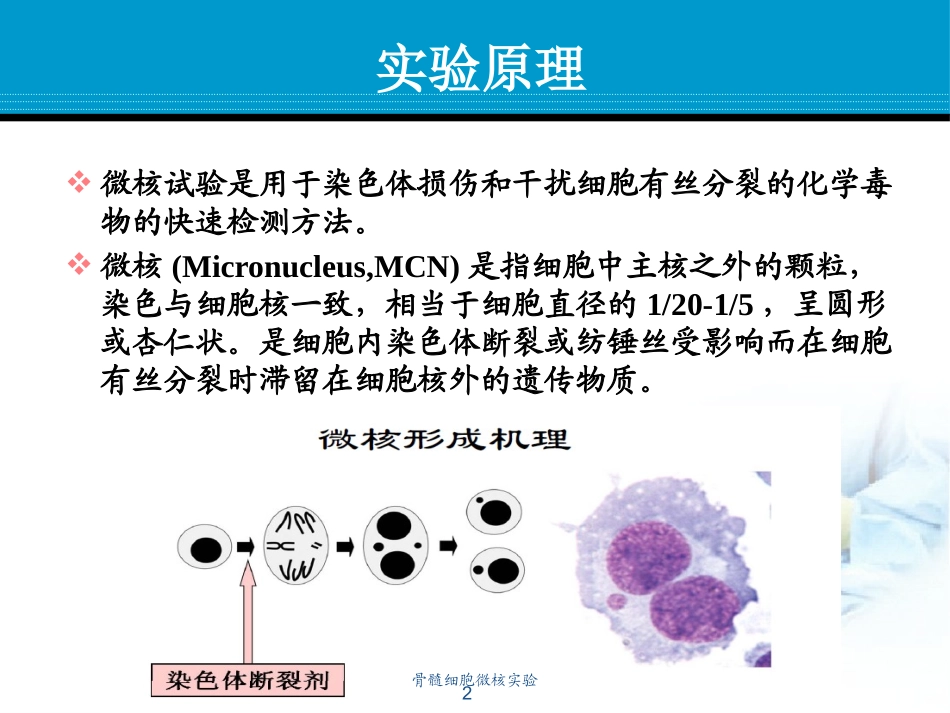 骨髓细胞微核实验培训课件.pptx_第2页