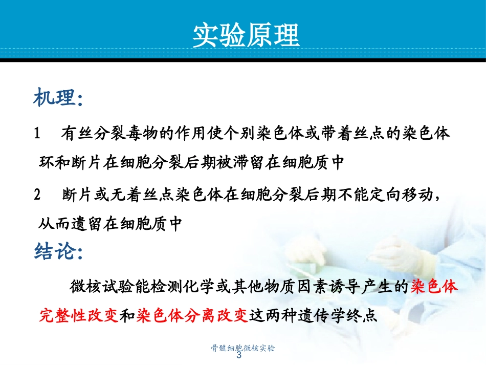 骨髓细胞微核实验培训课件.pptx_第3页