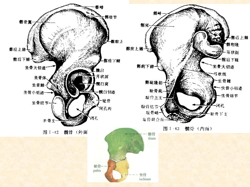 骨盆重要性培训课件.pptx_第3页