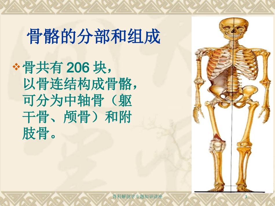 骨科解剖学专题知识讲座培训课件.pptx_第3页