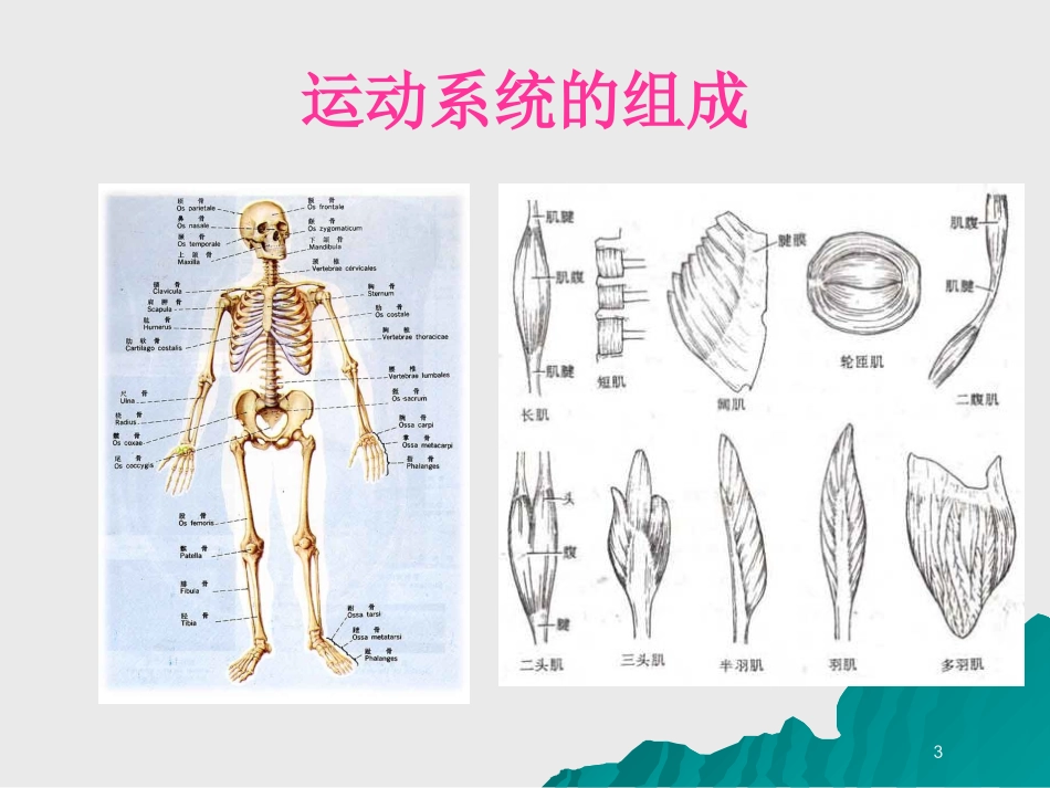 骨科病人的一般护理培训课件.pptx_第3页