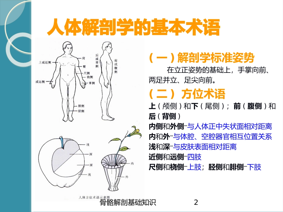 骨骼解剖基础知识培训课件.pptx_第2页