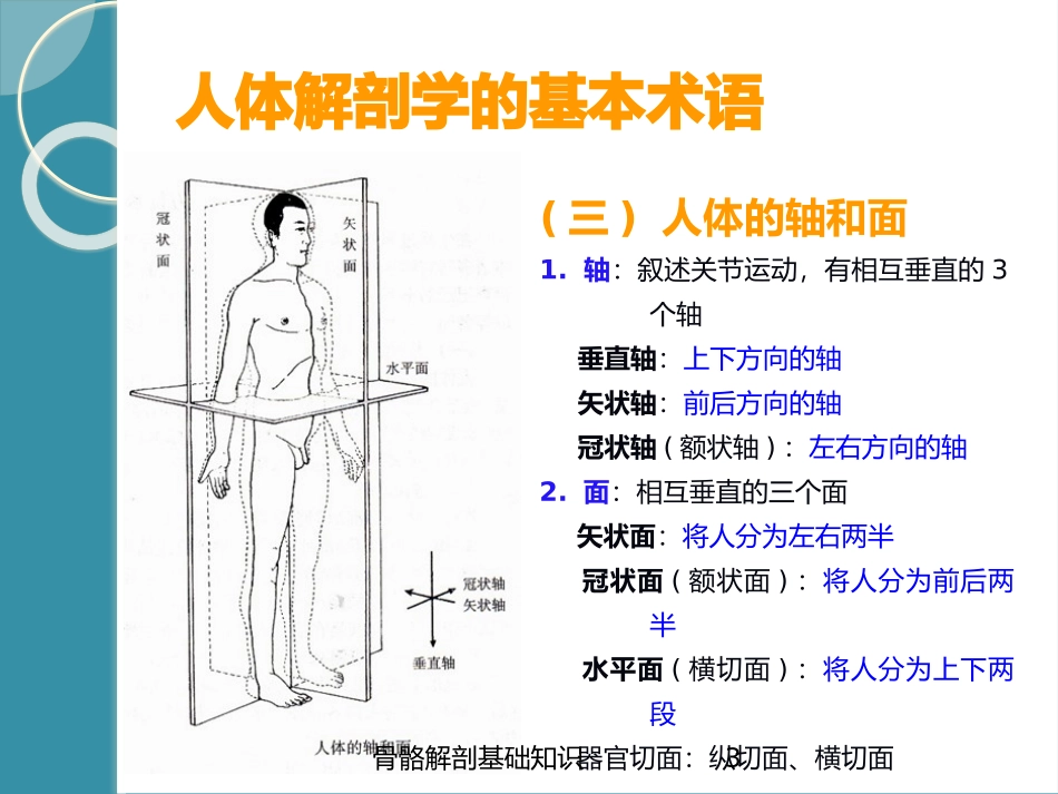 骨骼解剖基础知识培训课件.pptx_第3页