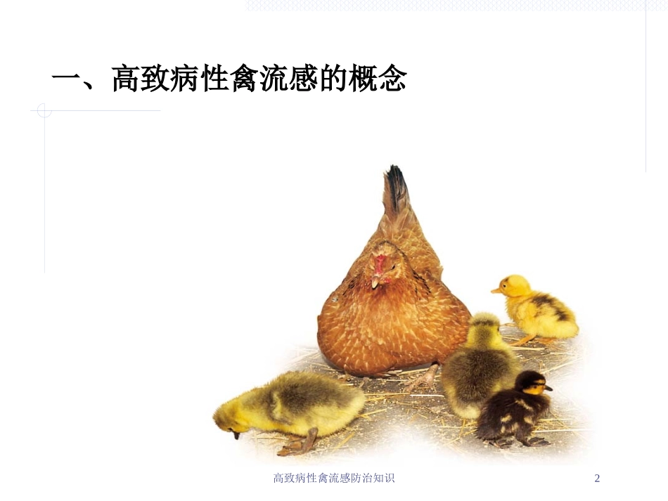 高致病性禽流感防治知识培训课件.pptx_第2页
