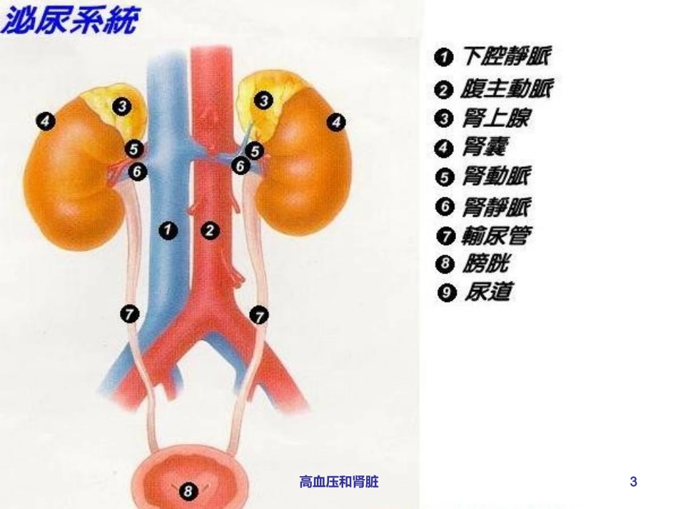 高血压和肾脏培训课件.pptx_第3页