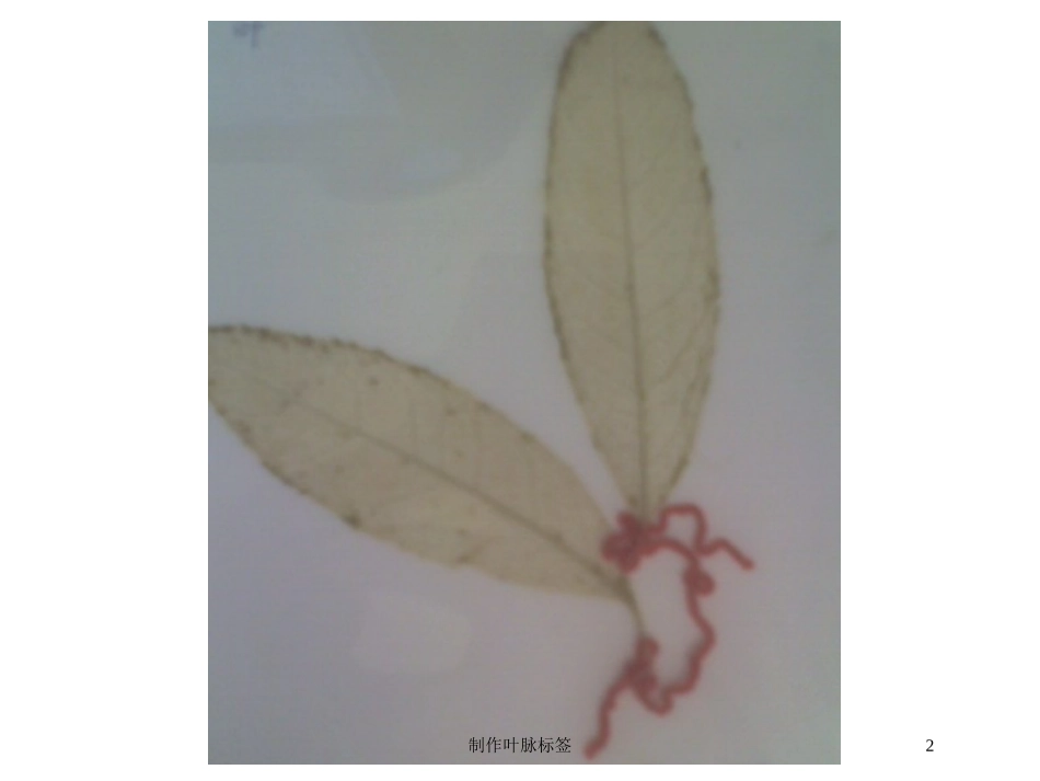 制作叶脉标签培训课件.pptx_第2页