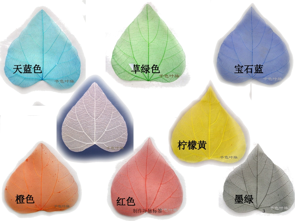 制作叶脉标签培训课件.pptx_第3页